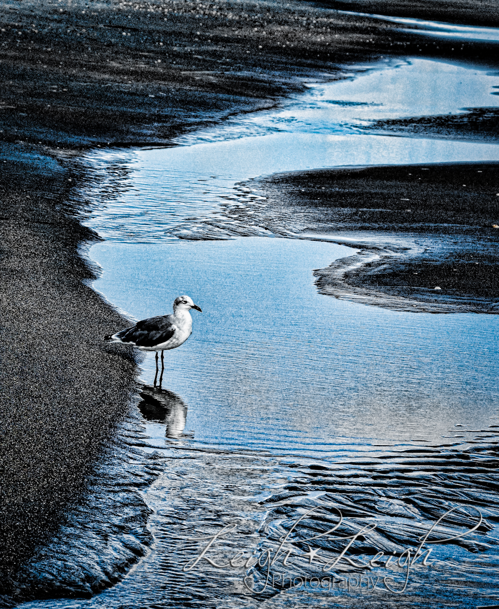 seagull on beach