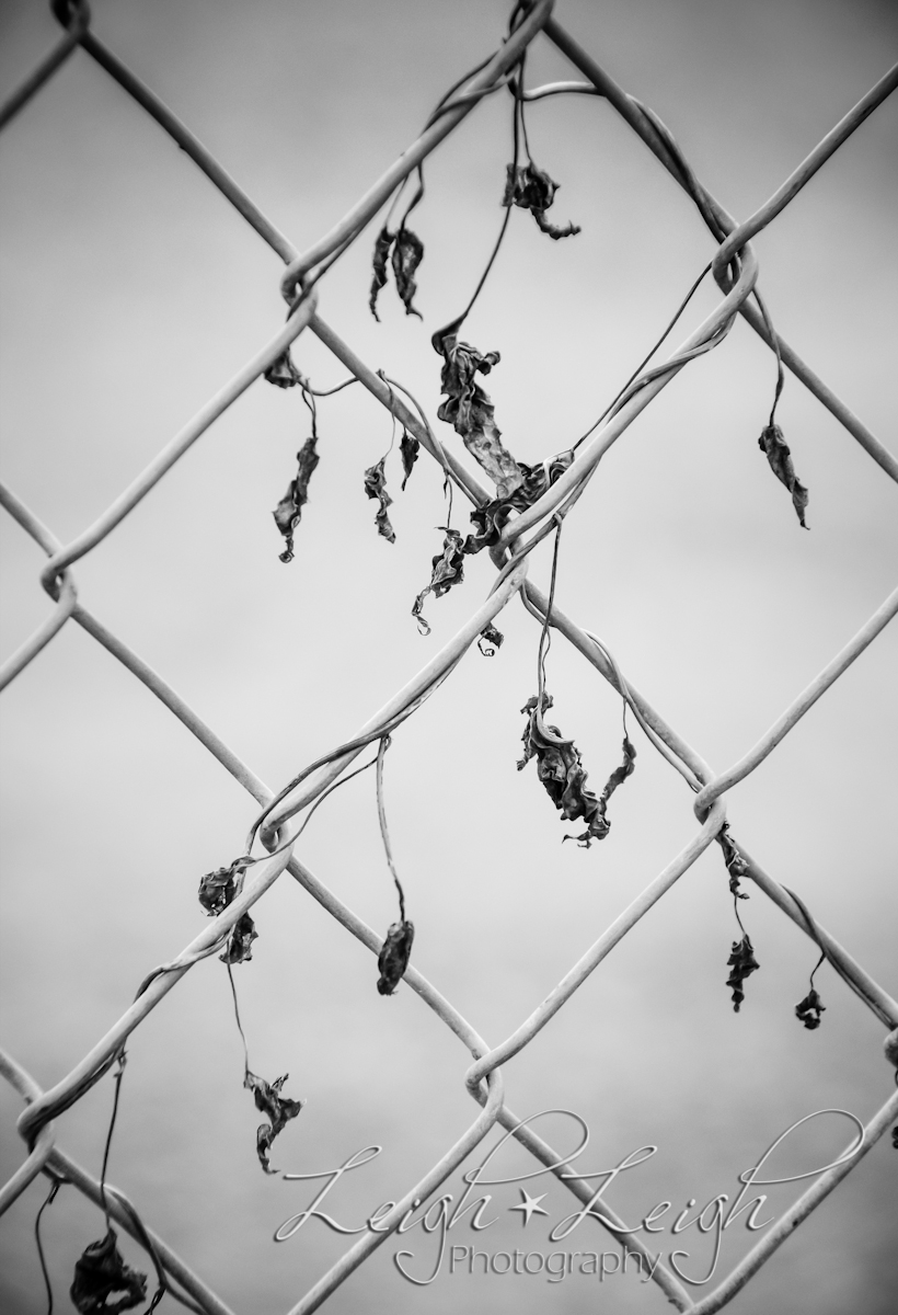 dried up vine on chain-link fence