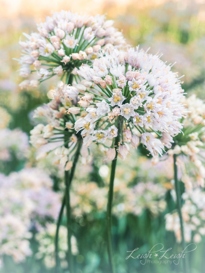 Flowers in Citygarden