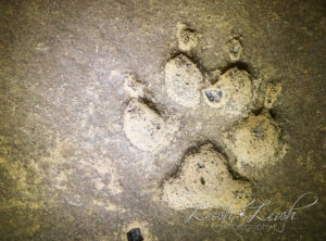 paw print