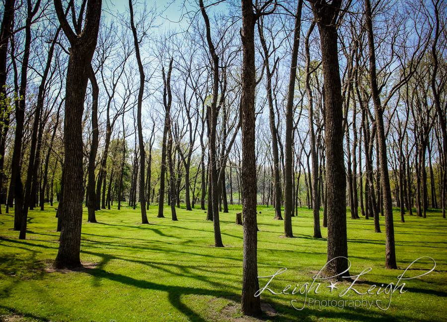 black walnut plantation 