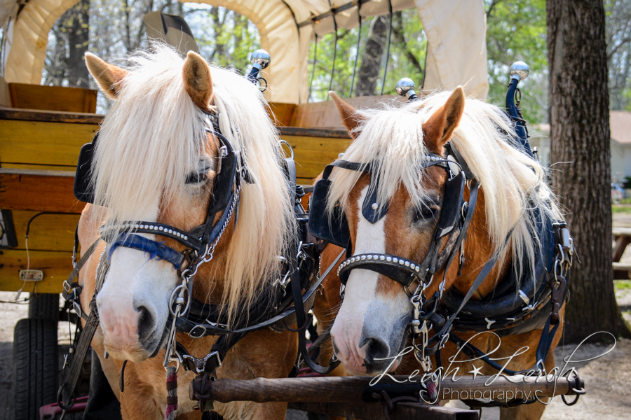 horse-drawn wagon ride