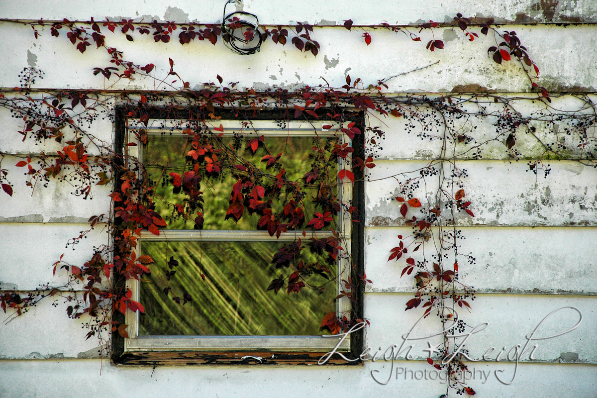 window with vines