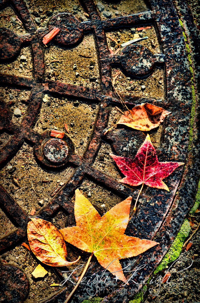 manhole cover with leaves on it