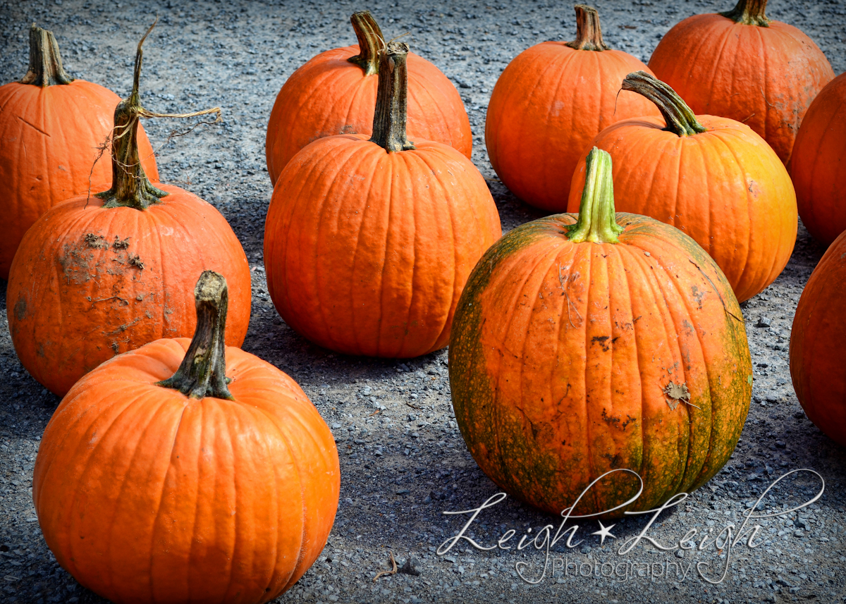 pumpkins for sale