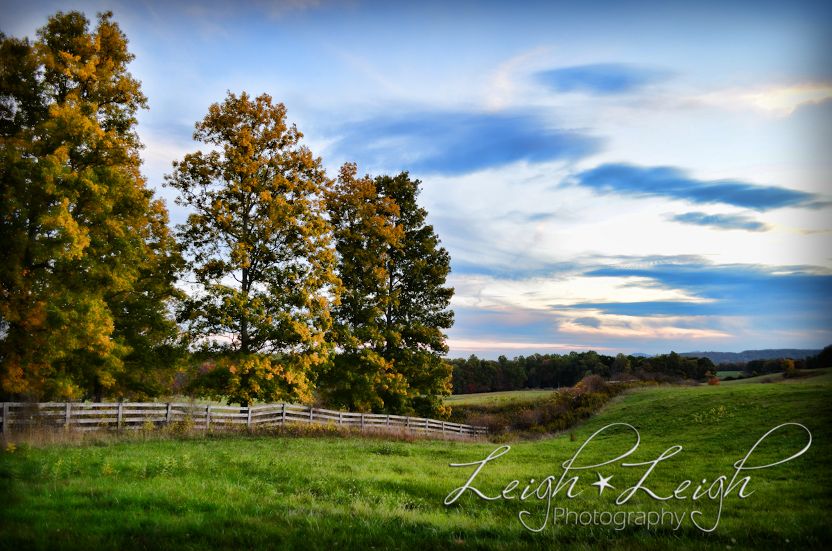 scenic meadow