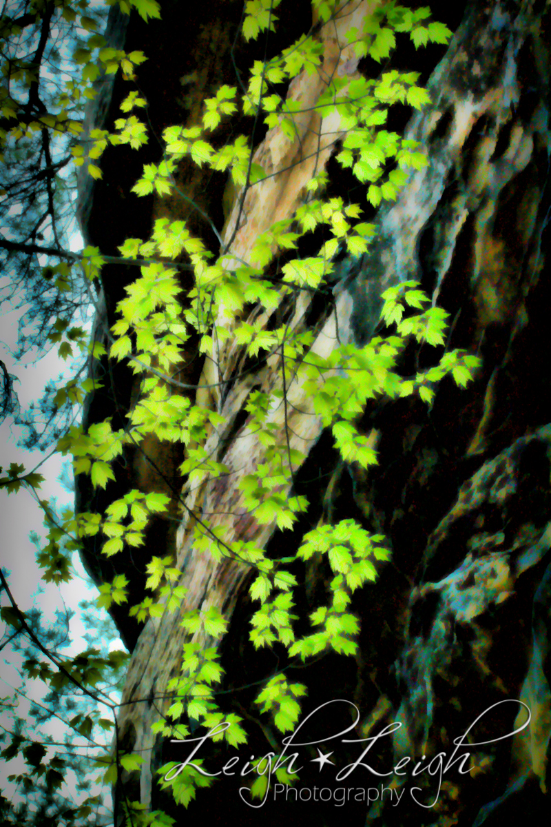 new leaves on tree