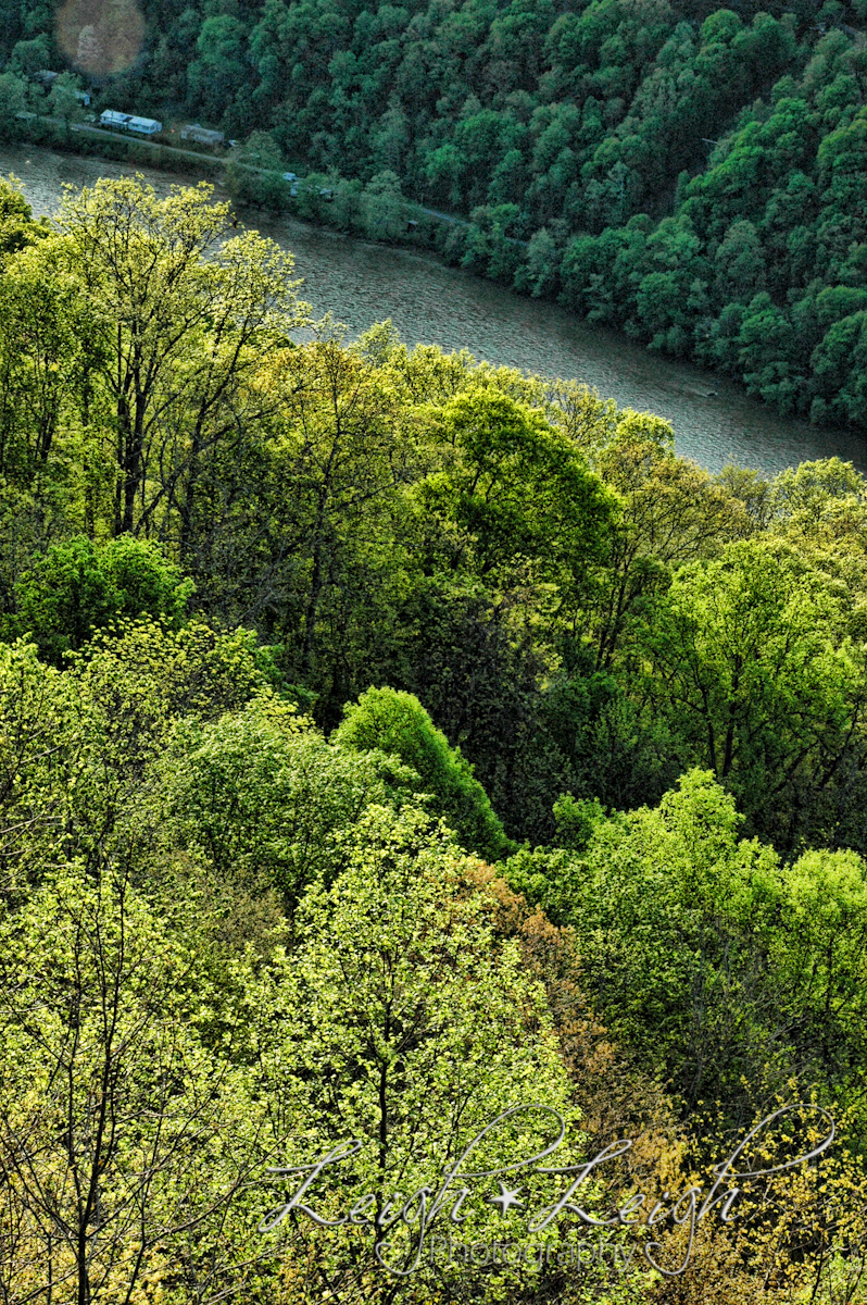 budding trees on mountainside