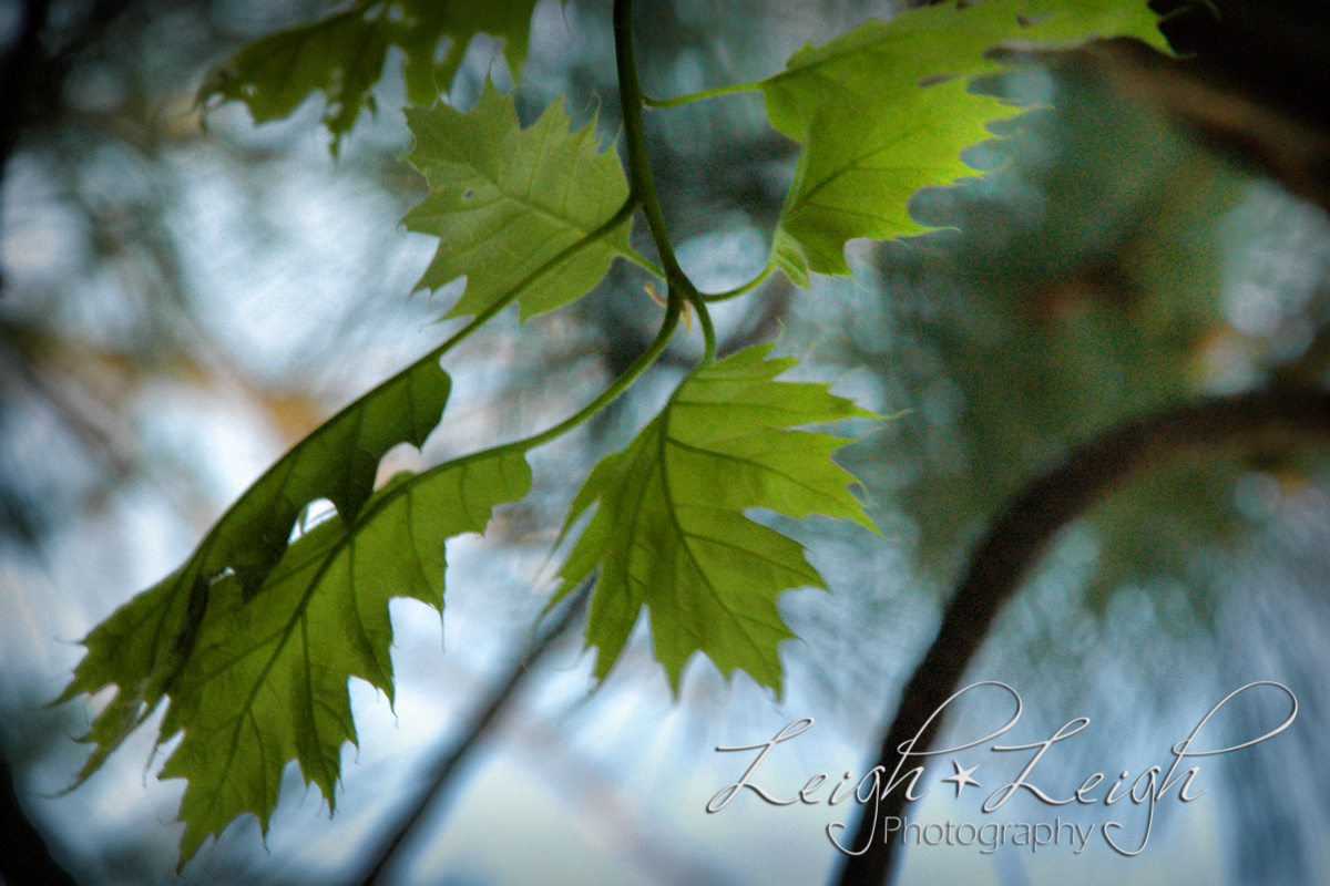 new leaves on tree