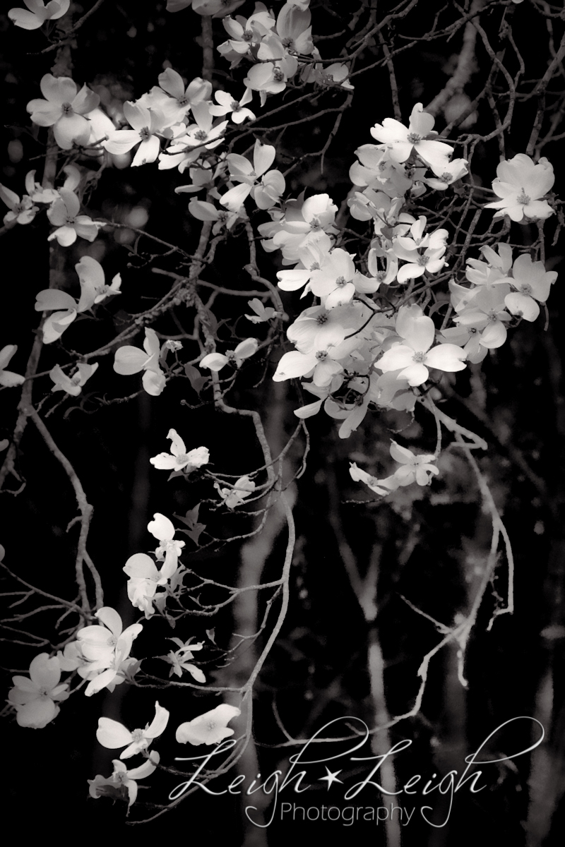 flowering tree