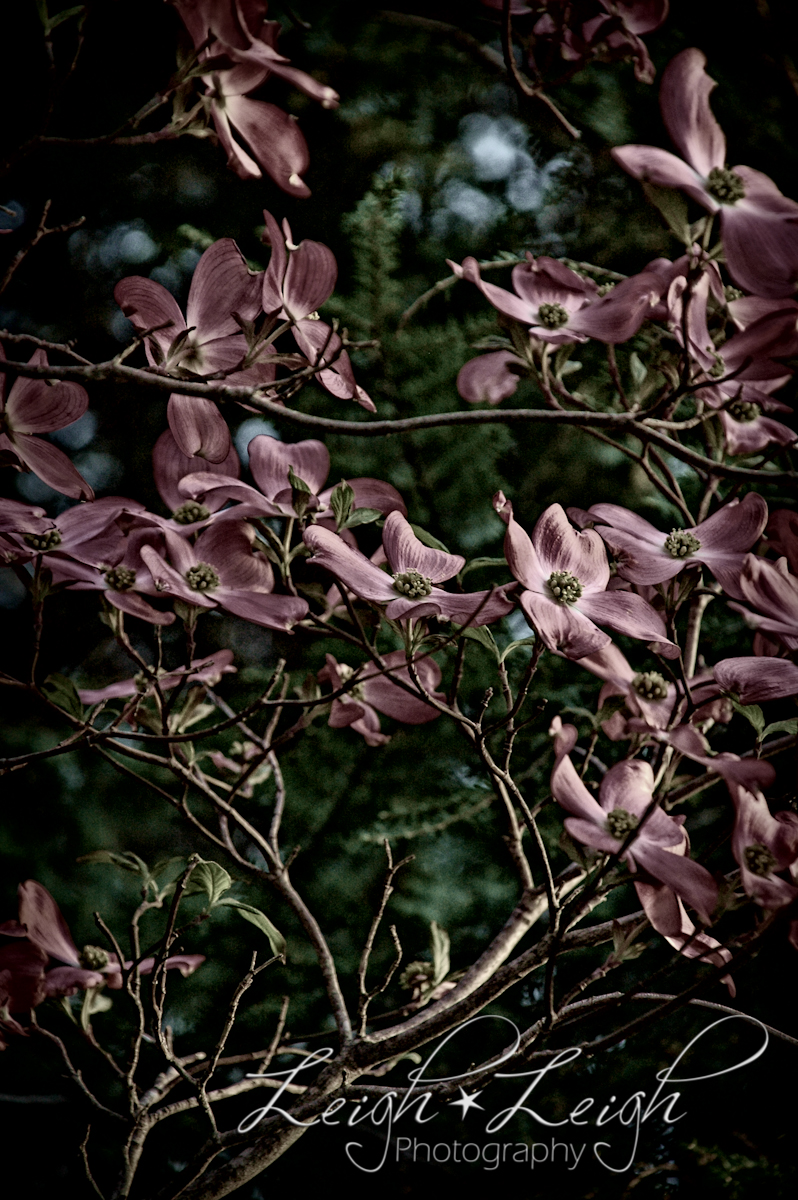 dogwood flowers