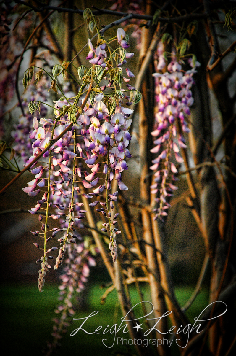 flowers on vine