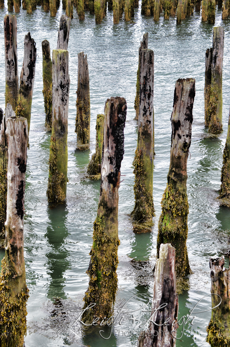 remnants of a dock