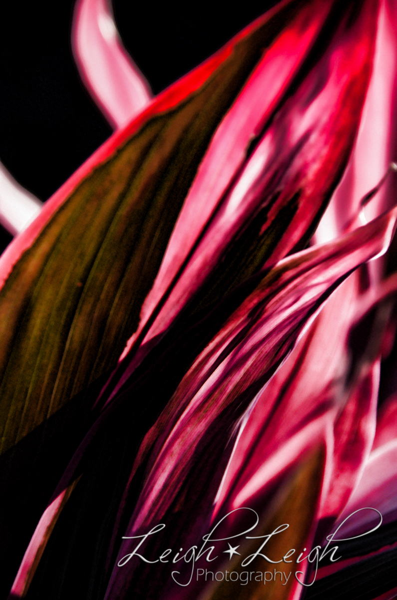 red foliage 