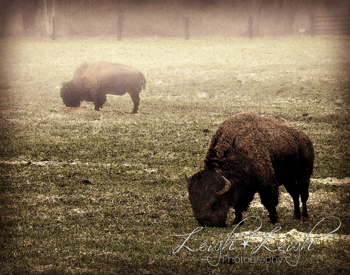 buffalo in a field