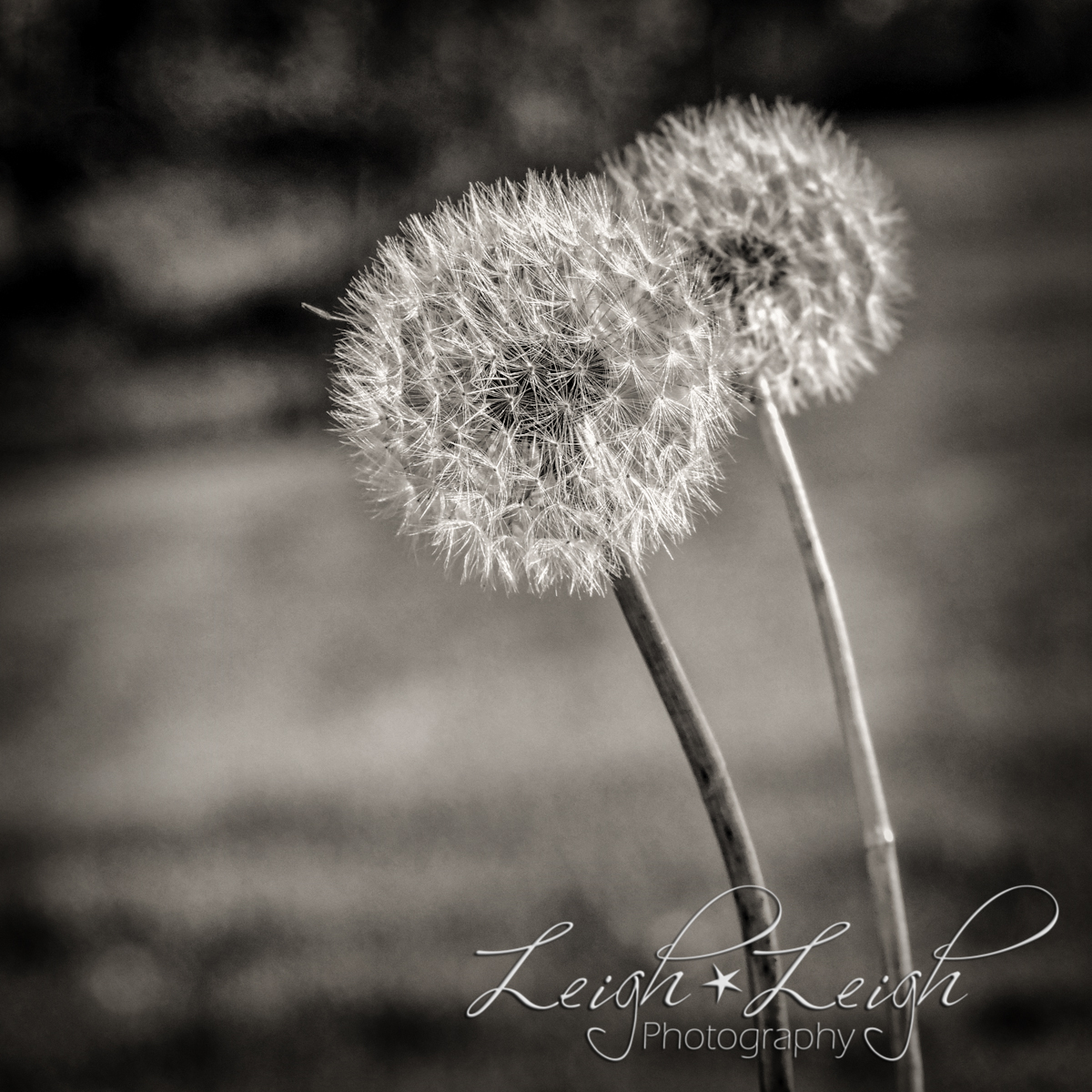 dandelions