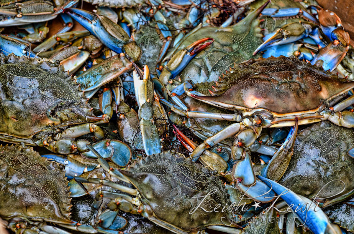 blue crab