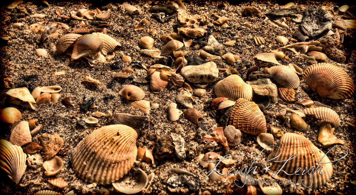 seashells on the seashore