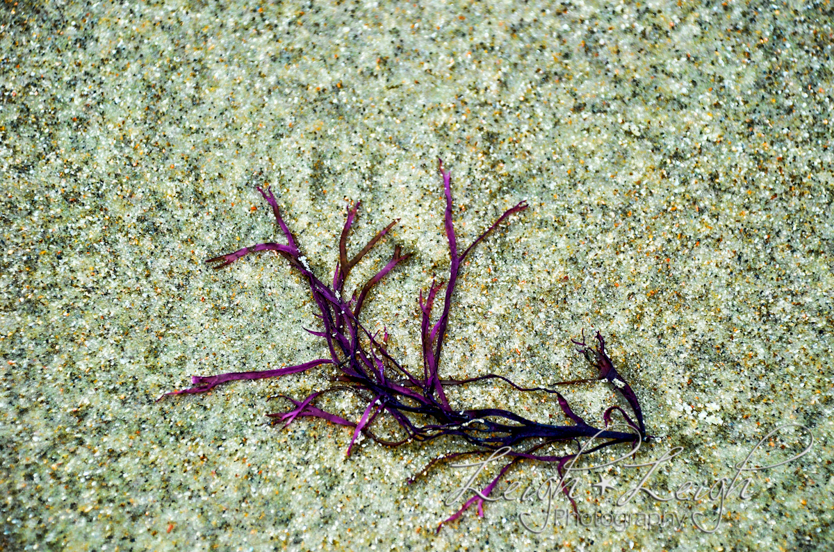 purple vegetation washed up on beach