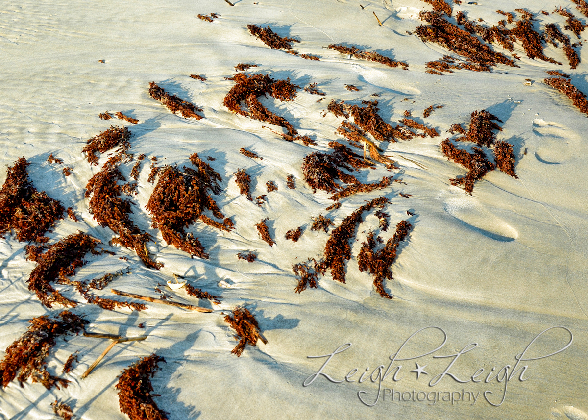 leaves in the sand