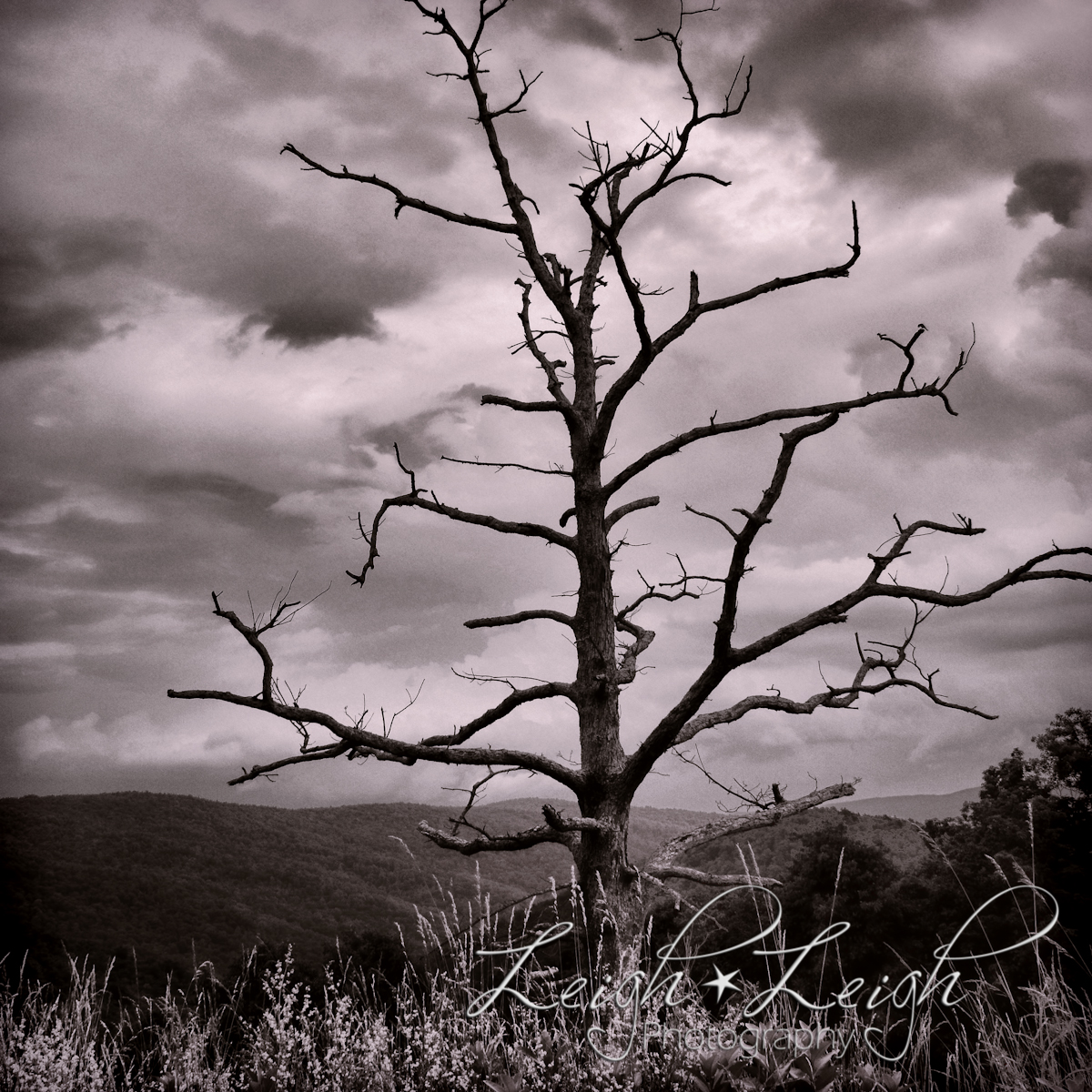 old dead tree 