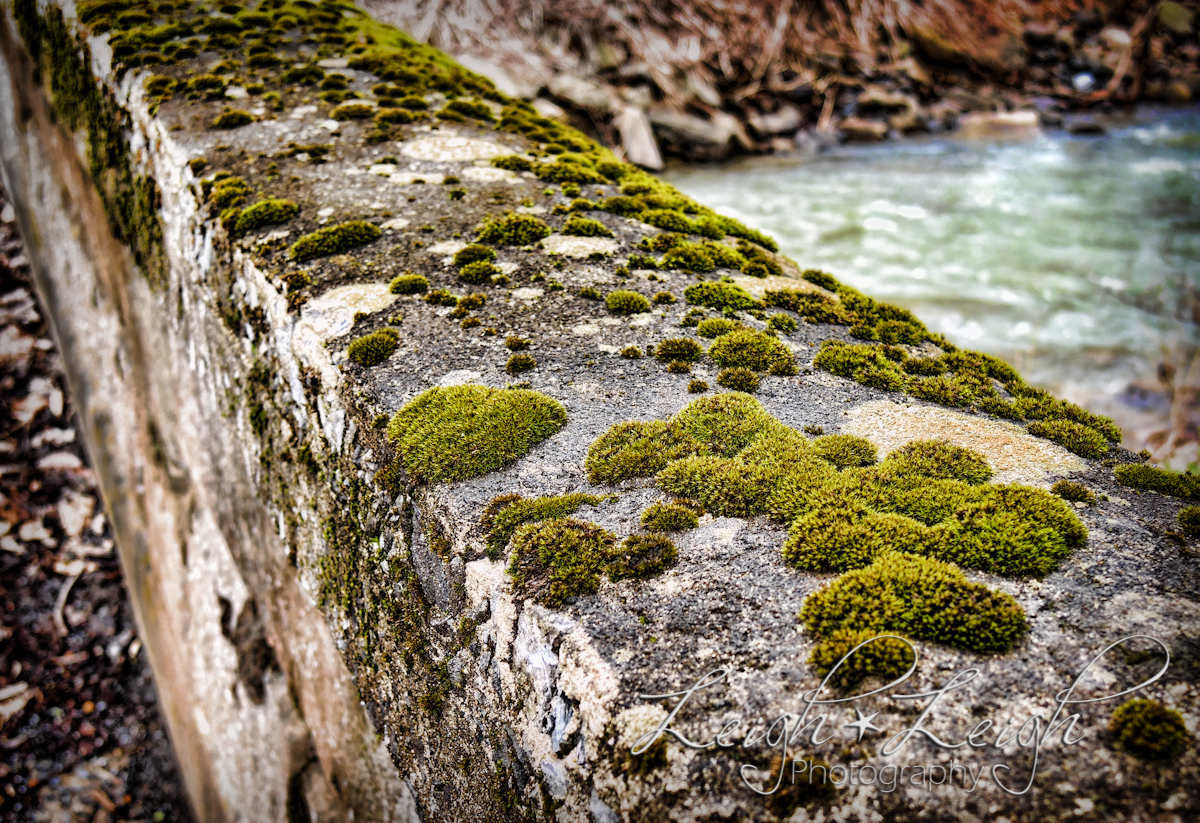 moss growing on railway 