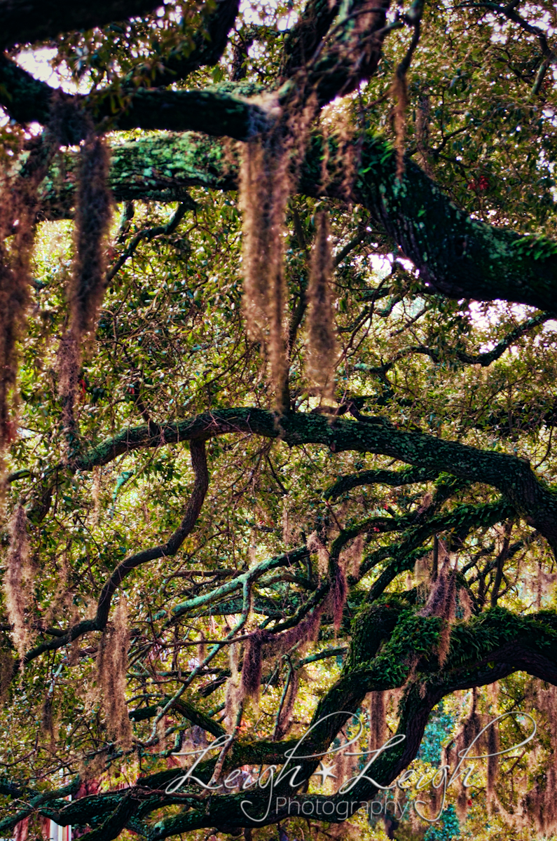 tree branches with moss