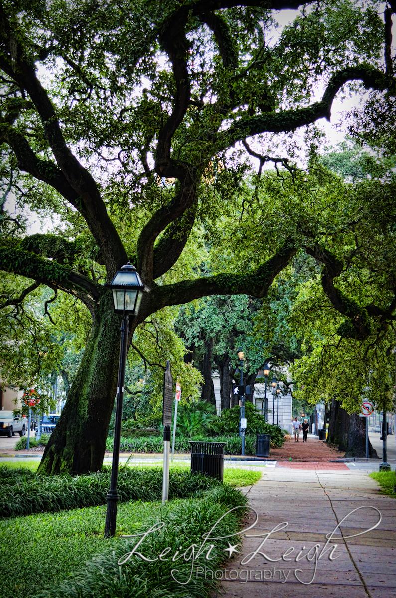 sidewalk with overhanging trees and lamp post