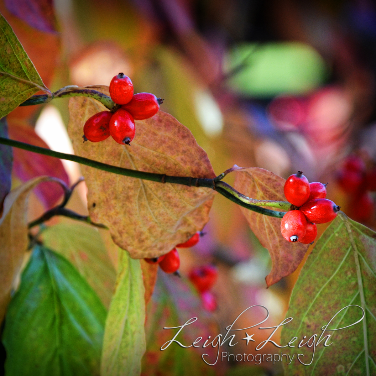 red berries