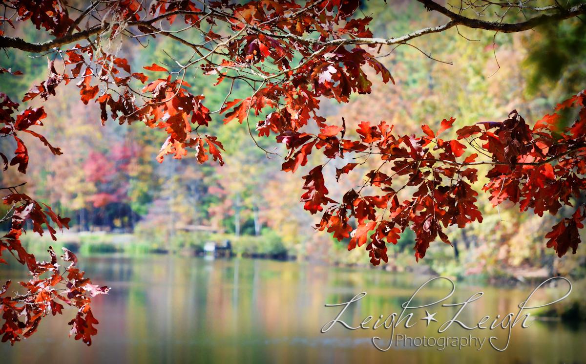 branches with orange leaves