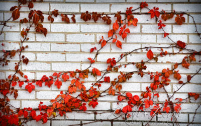 Leaf Peeping