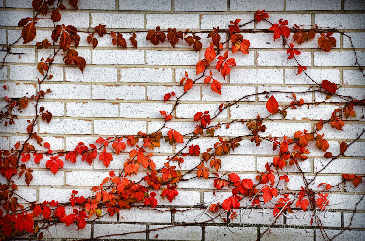 vine on brick wall