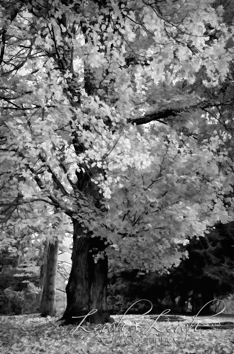 black and white of tree in autumn