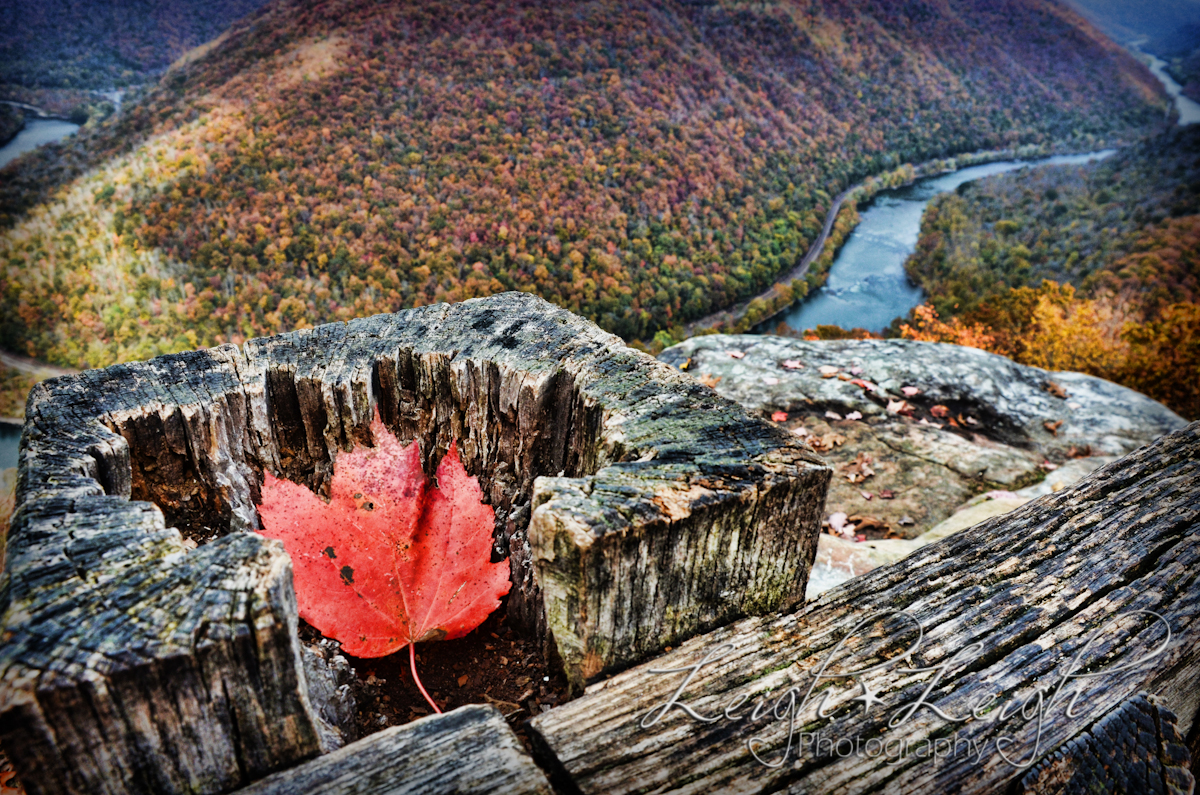 leaf resting on railing of overlook at Grandview