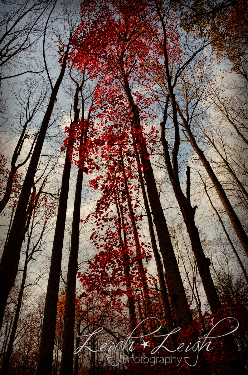 trees in autumn looking up from forest floor