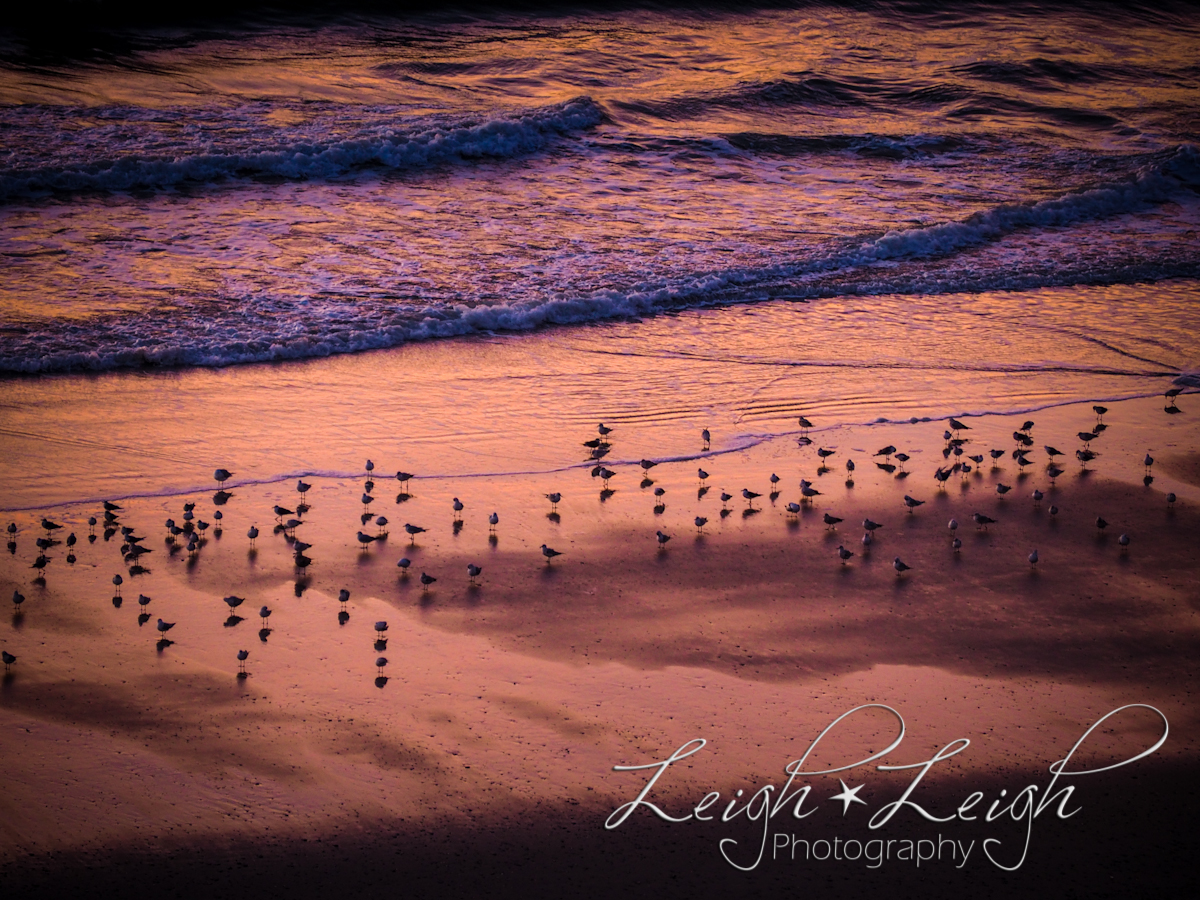 birds on beach