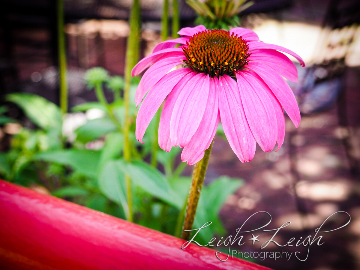 purple cone flower