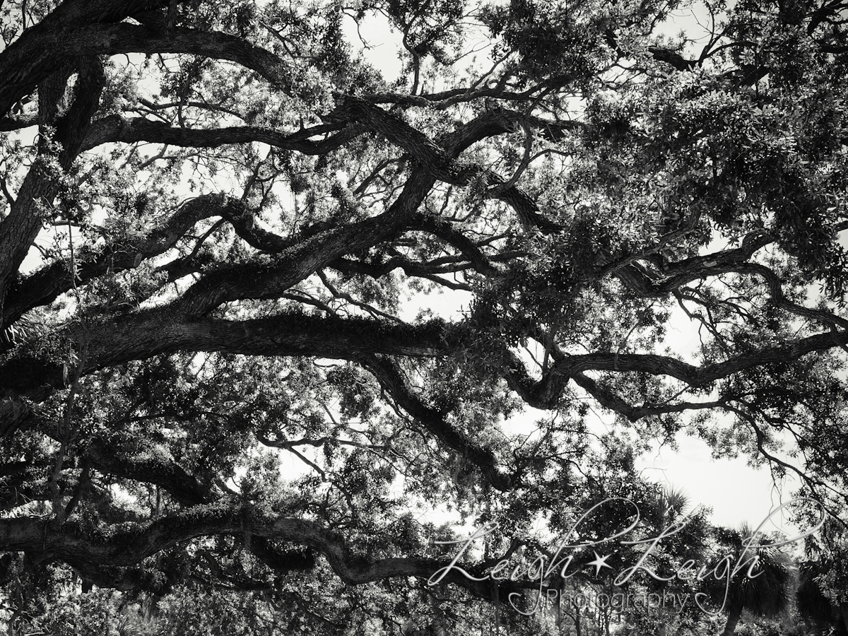 tree with moss in branches