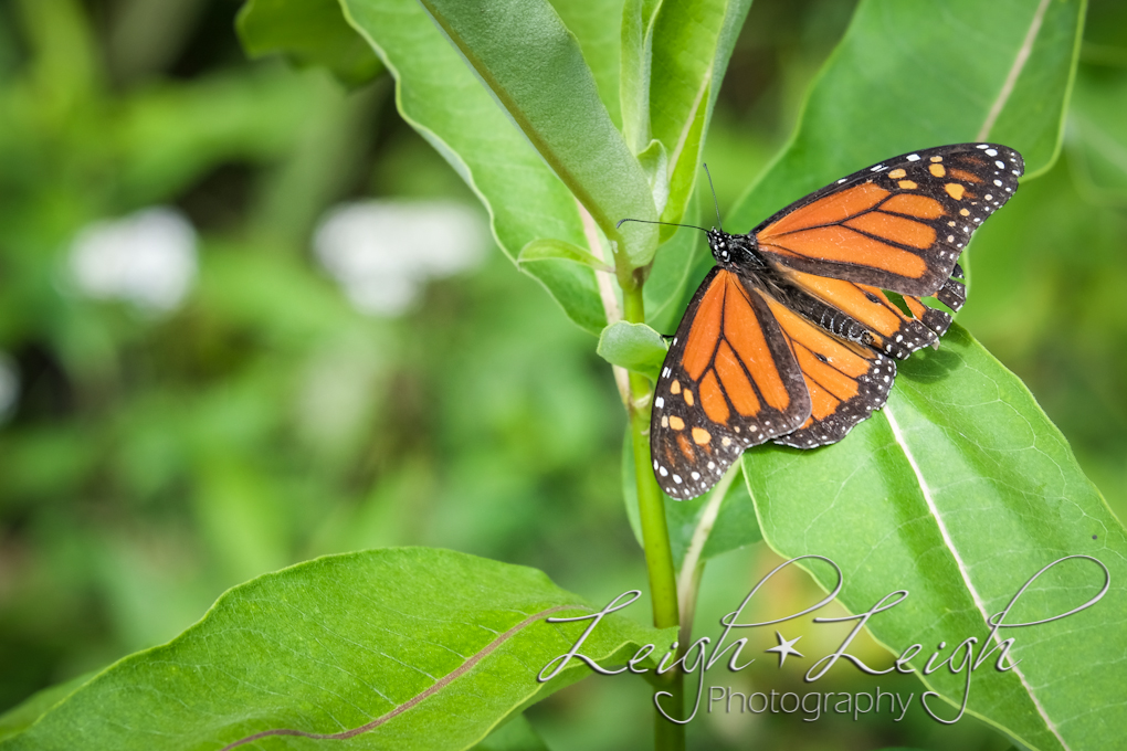 Butterfly on plant