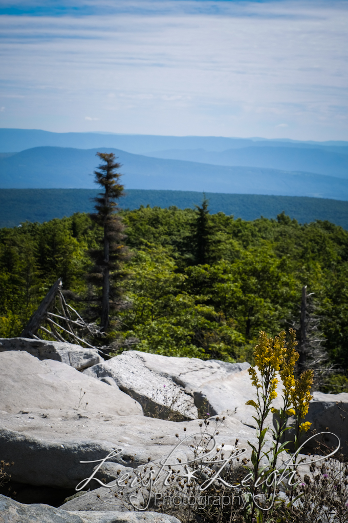 Dolly Sods