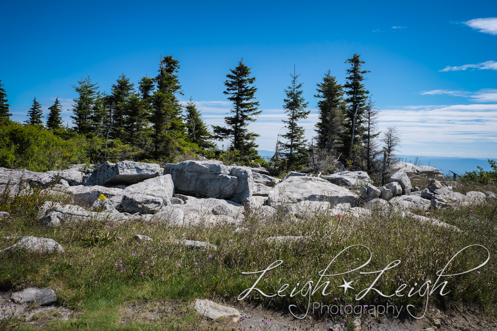 Dolly Sods