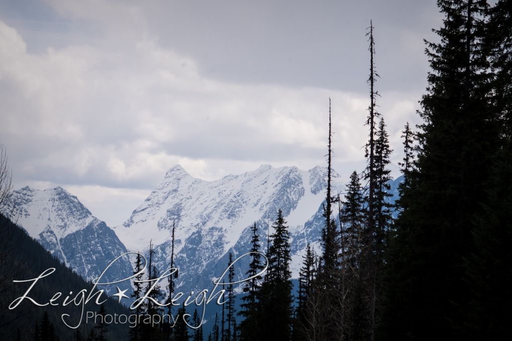 mountains and trees in Canada