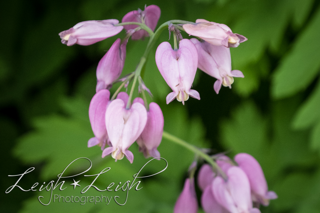 purple flowers that look like hearts