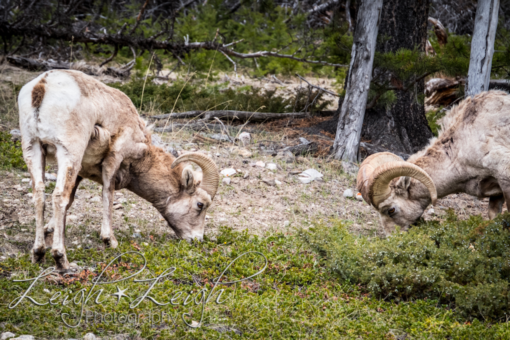 bighorn sheep