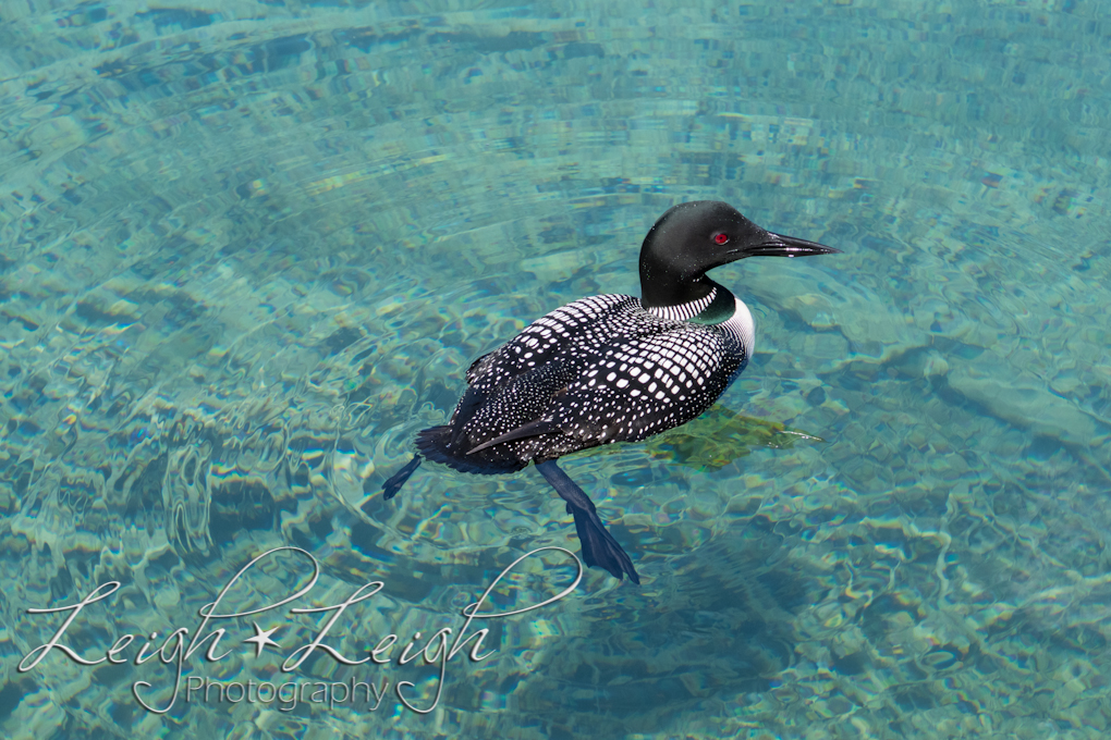 speckled duck with a red eye