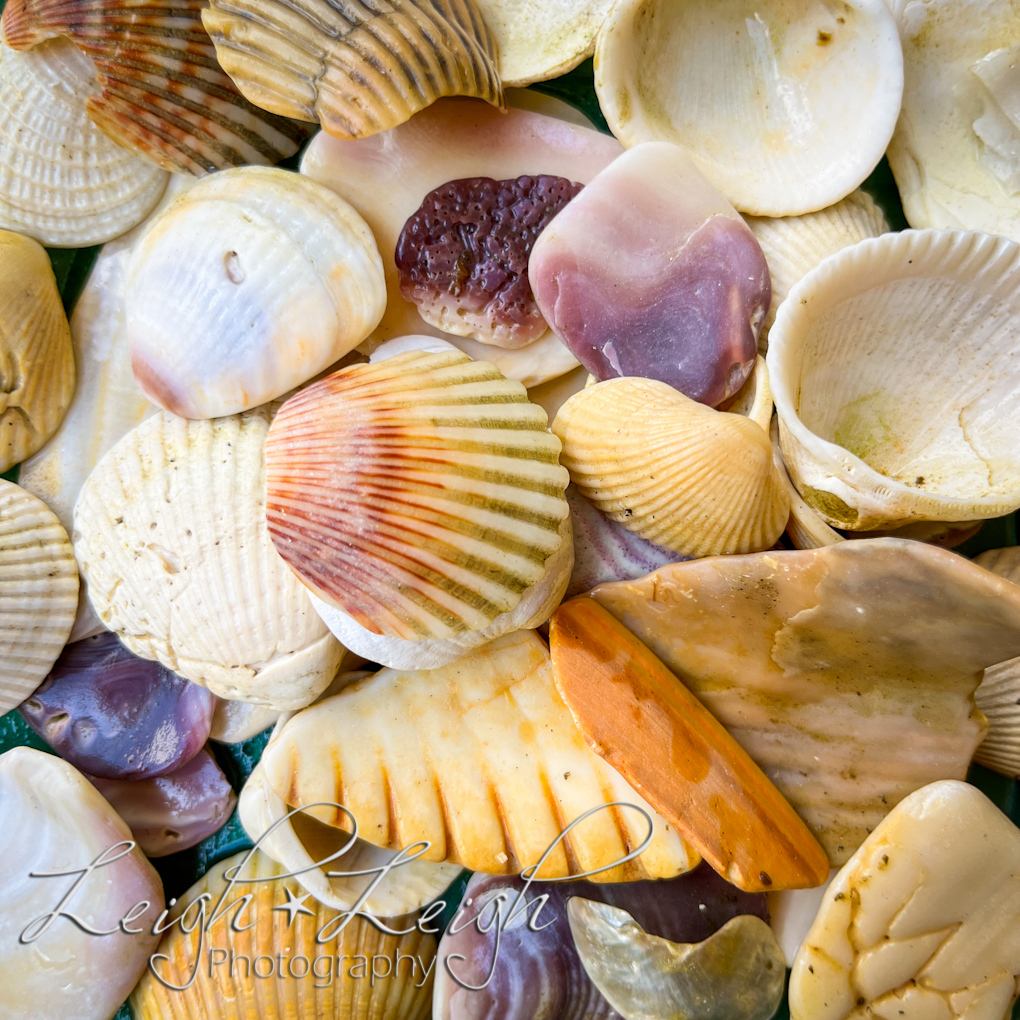 collection of seashells