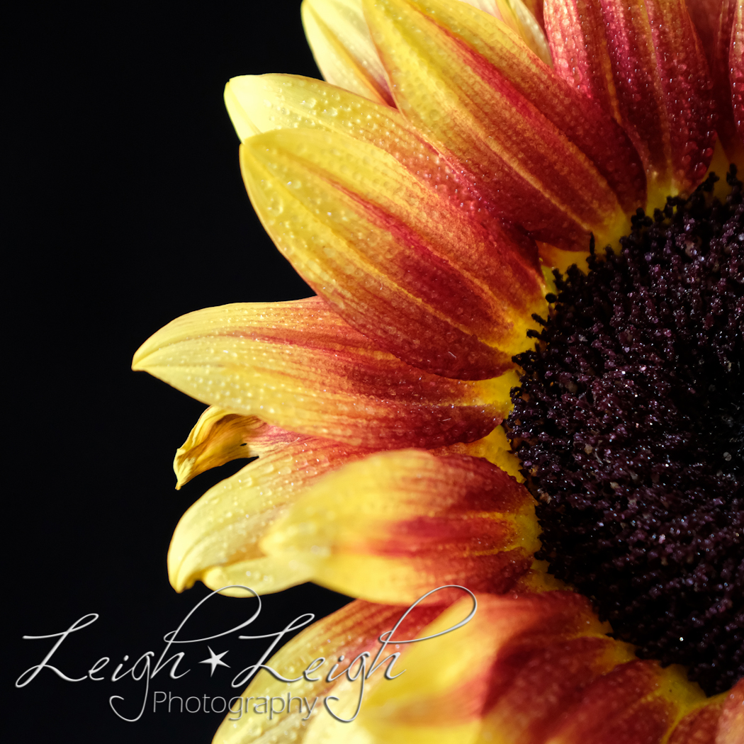 sunflower against black background