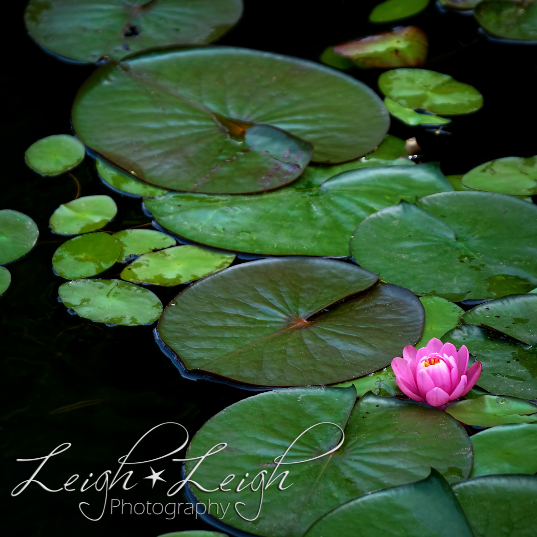 pink lily and pads on a pond