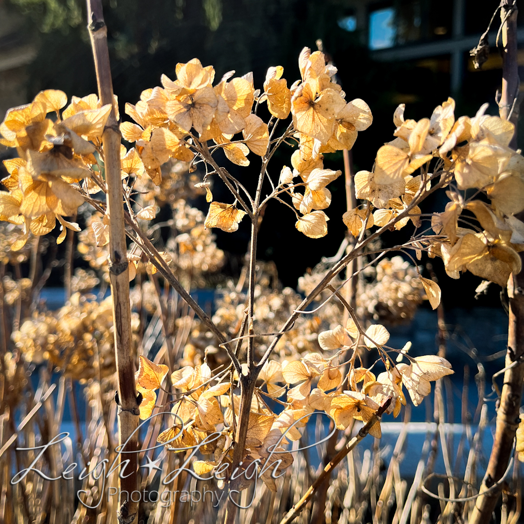 dried flowers