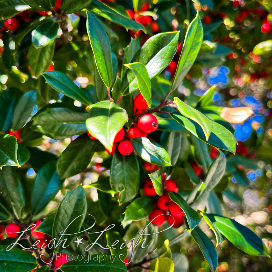 holly berries 